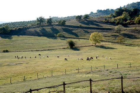 Americans In Umbria: The Alpaca farm