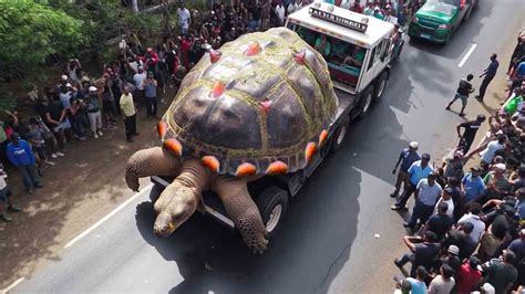 The Astonishing World: The Largest Turtle Ever Seen, Measuring an ...