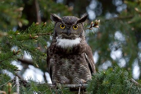 8 Types of Owls to Watch for in Ohio (Pictures) - Bird Feeder Hub