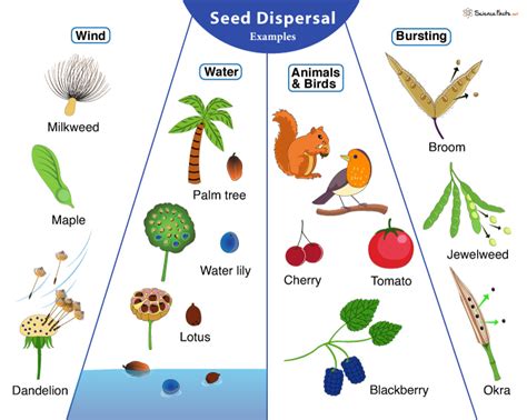 Seed Dispersal: Definition, Methods, Examples, & Significance