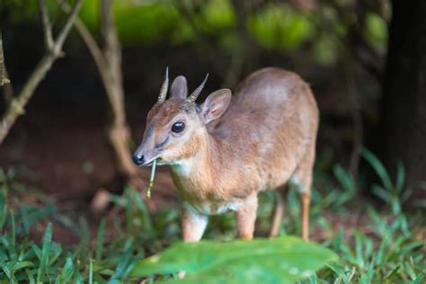 Top 12 Smallest Antelope Species in Africa - Africa Freak