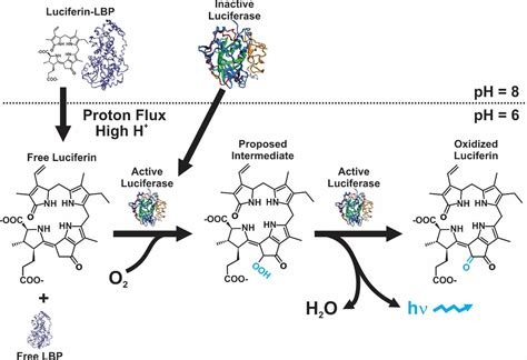 Chasing the Elusive Luciferin | Encyclopedia MDPI