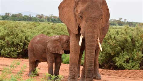 Kenyan Kids on Safari helps kids learn about conservation of elephants