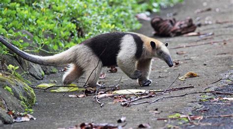 Tamandua Facts! | Wild Animals! Amino