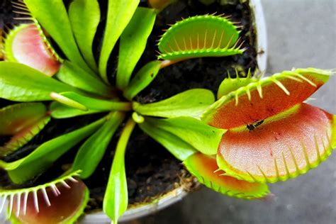 Carnivorous Plants With Names