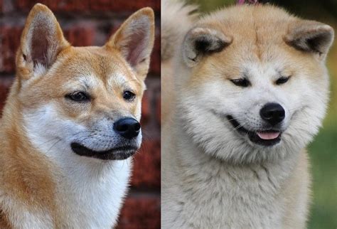 Akita Inu vs Shiba Inu: 11 Similarities & Differences