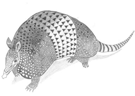 Armadillo drawing. Graphite. By Laura Sabransky | Art inspiration, Art ...