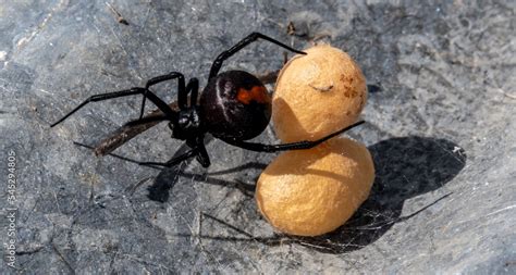 redback spider, Australian black widow highly venomous spider, redback ...