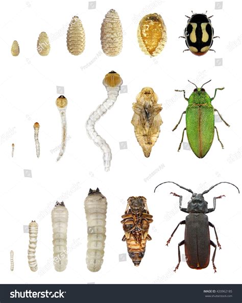 Development Stages Of Beetles And Bugs - Long Horned Beetle, Jewel ...