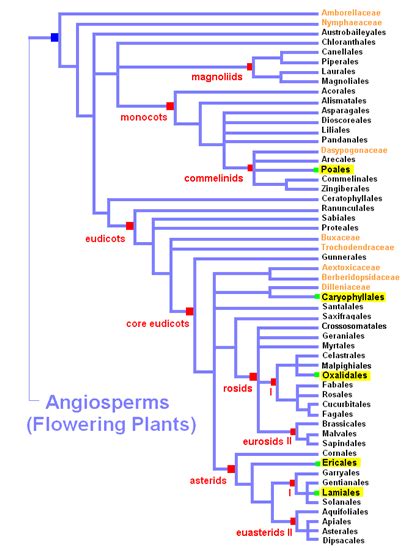 Plant Life: Cladistics