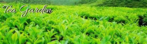 Darjeeling Tea Gardens | Holiday Guide Tours