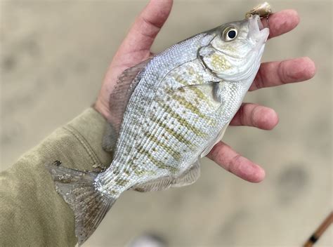 Surf fishing – 5 tips to catch more surfperch on the West Coast this ...