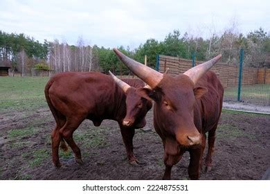 1,431 Watusi Bull Images, Stock Photos & Vectors | Shutterstock