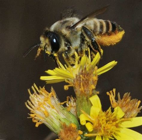 Leaf Cutter Bees - Allotment Garden Diary