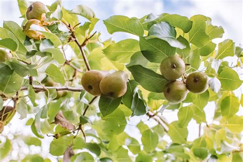 Pear Tree: Care and Growing Guide