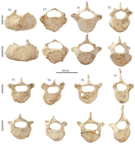 17 Best images about cetacean fossils on Pinterest | Mammals, Nature ...