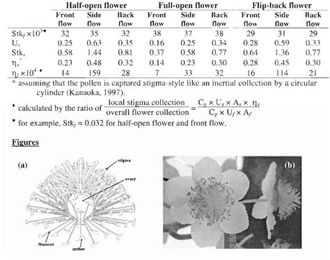 Kiwifruit flower pollination : wind pollination efficiencies and ...