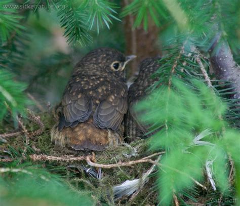 Hermit Thrush Nest – Sitka Nature