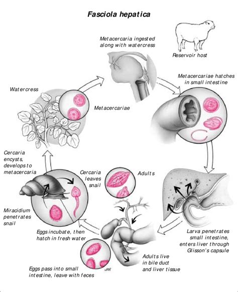 Life cycle of Fasciola hepatica. Reproduced with permission from ...