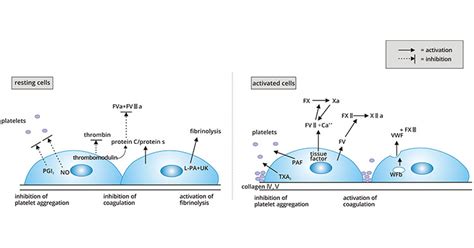 Find Endothelial cells (ECs) Markers Information and Reagents- CUSABIO