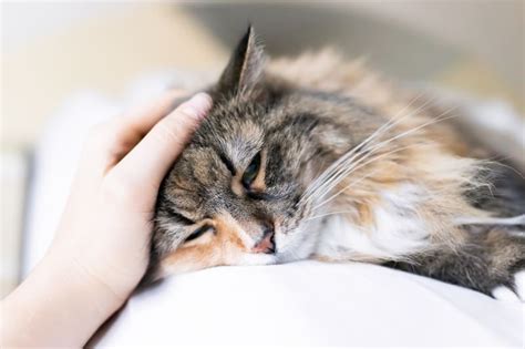 Scabby Cat Disease: How to Treat Feline Miliary Dermatitis