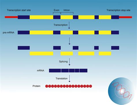 Can Oligonucleotides Target RNA Splicing to Treat Disease ...