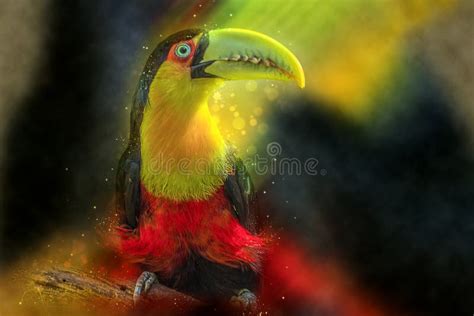 Toucan, Beak, Close Up, Bird Picture. Image: 113660605