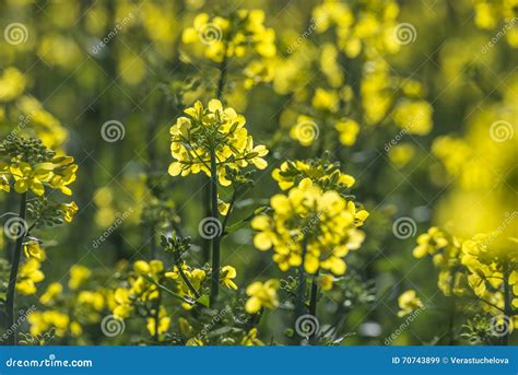 Plant (canola, rapeseed) stock image. Image of flower - 70743899