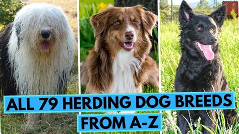 What To Know About Herding Dogs