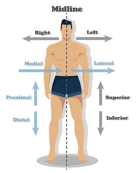 Regions Of The Arm