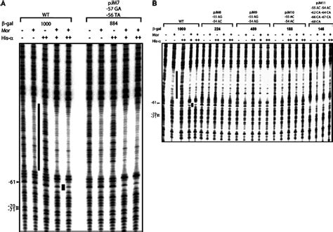 DNase I footprinting analysis of WT and mutant P m DNA using puri fi ed ...