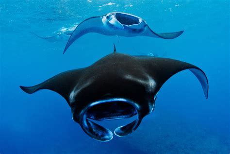 Indonesia Busts Manta Ray Poachers « strange behaviors