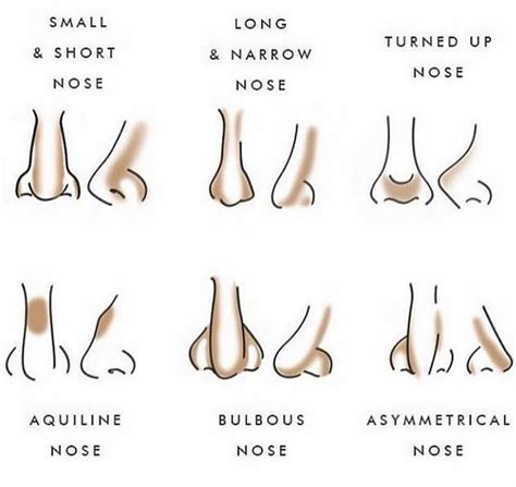 Nose Shapes And Their Names