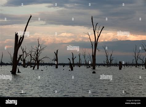 Lake Mulwala at Yarrawonga was created when the Murray River was dammed ...