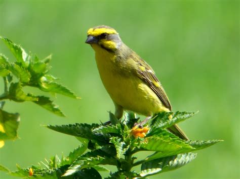 Geotripper's California Birds: Yellow-fronted Canary on the Big Island ...