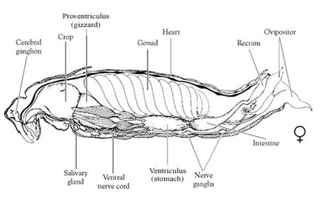 Grasshopper Internal Anatomy