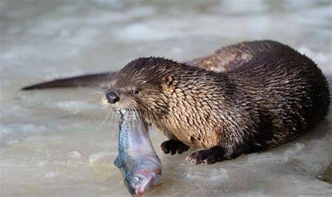 Otters eat £2m fishery | Weird | News | Express.co.uk