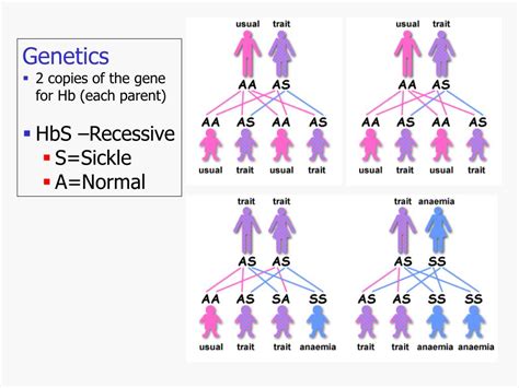 PPT - Sickle Cell Anemia PowerPoint Presentation, free download - ID ...