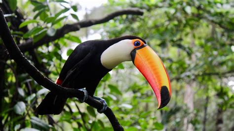 Toucan Beak Color