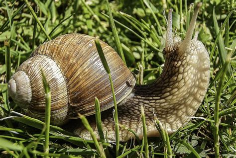 Garden Snail - At Least 5 Things You Didn't Know And Can't Imagine