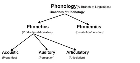 Phonology - Linguistics in Social Studies