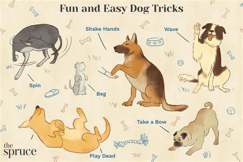 10 Easy and Fun Dog Tricks to Train Your Dog