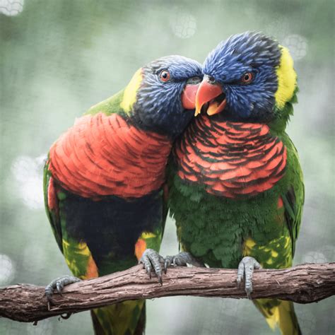 Do Birds Kiss Each Other? - Happy Birding