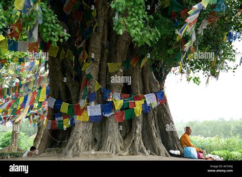 The sacred Bodhi tree. Lumbini. Birthplace of Lord Buddha. Nepal Stock ...