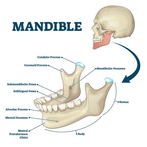 Mandible (Lower Jaw): Anatomy, Function, and Treatment