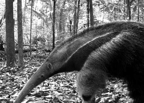 Giant Anteaters Can Kill People | Live Science