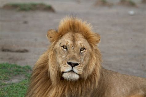 Lion hunting buffalo in Ruaha - Africa Geographic