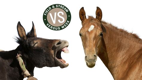 Horse Vs. Mule for Big-Game Hunting - Xpert Tactical