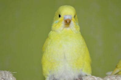 80+ Yellow Budgie Bird Names For Your Yellow Feathered Friends