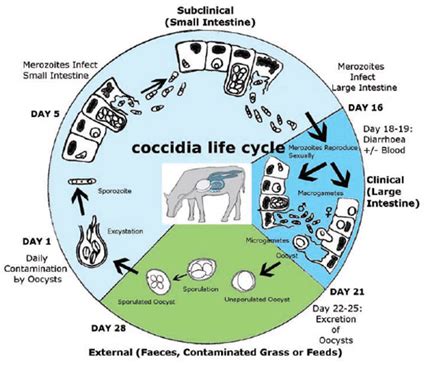 Coccidiosis Management in Dairy Calves and Heifers - Calf-Tel